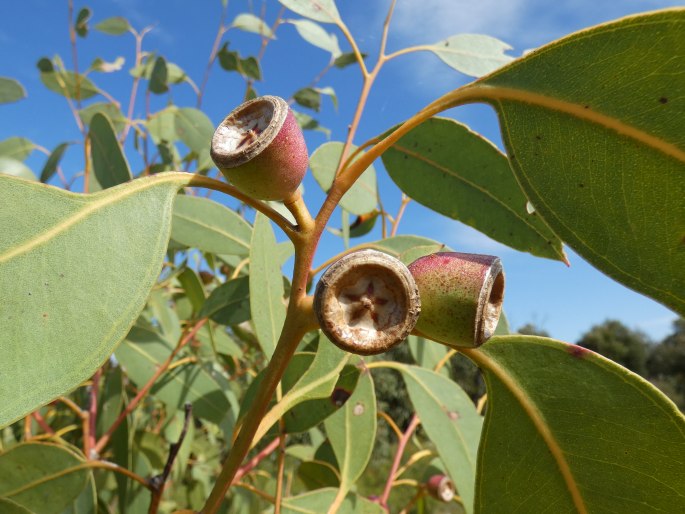 Eucalyptus cosmophylla