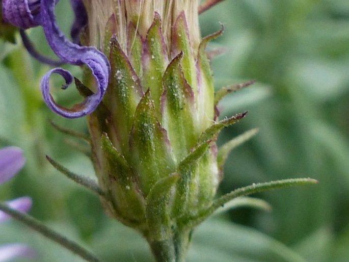 Eucephalus ledophyllus