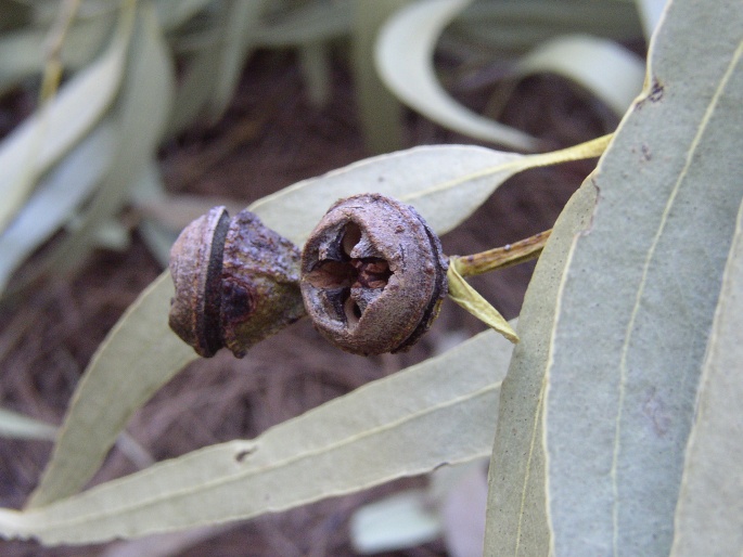 Eucalyptus globulus