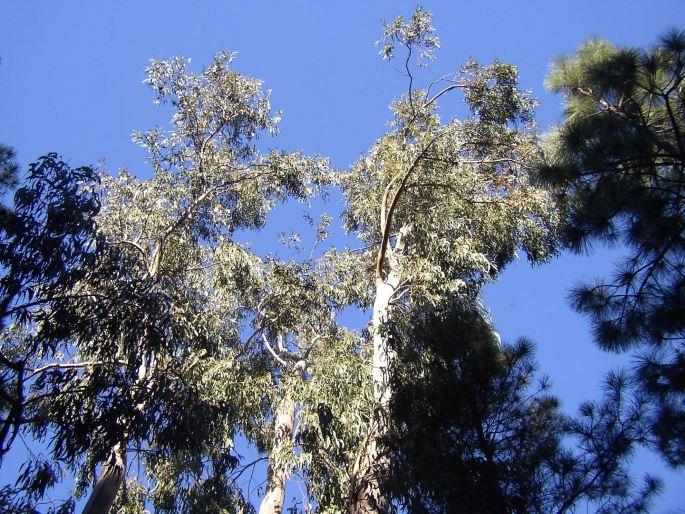 Eucalyptus globulus