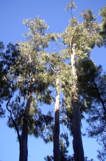 Eucalyptus globulus