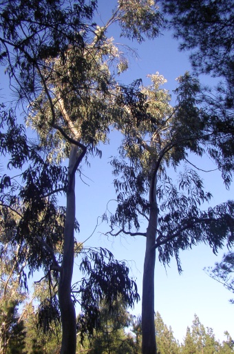 Eucalyptus globulus