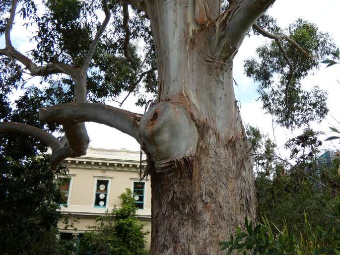 Eucalyptus grandis