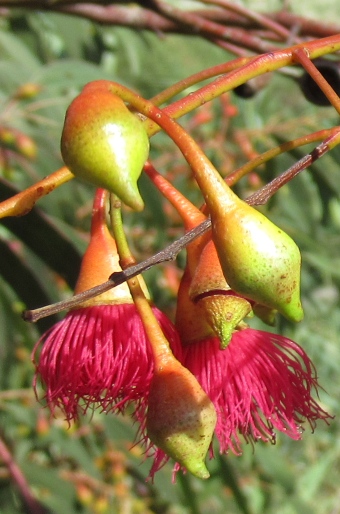 Eucalyptus leucoxylon