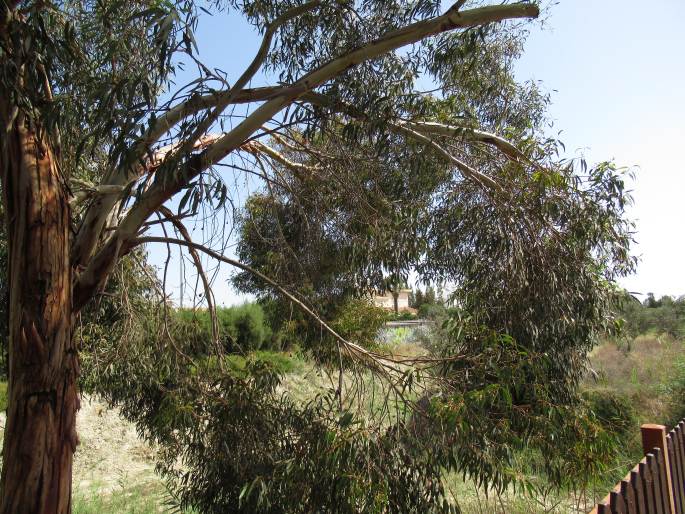 Eucalyptus leucoxylon