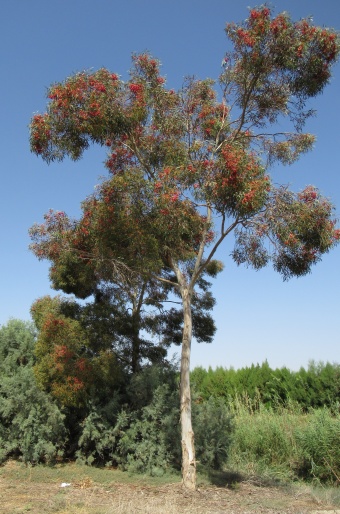 Eucalyptus leucoxylon