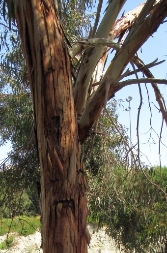 Eucalyptus leucoxylon