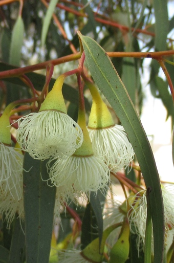 Eucalyptus leucoxylon