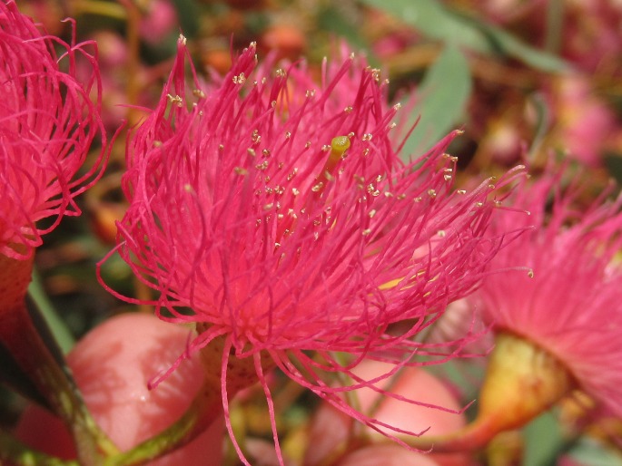 Eucalyptus leucoxylon