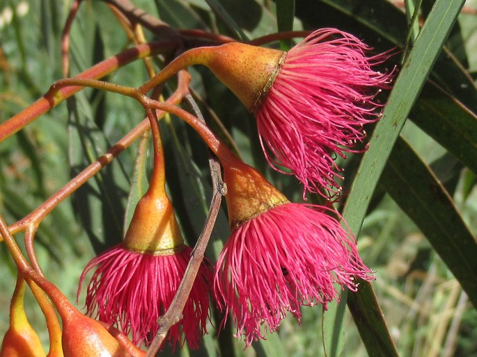 Eucalyptus leucoxylon