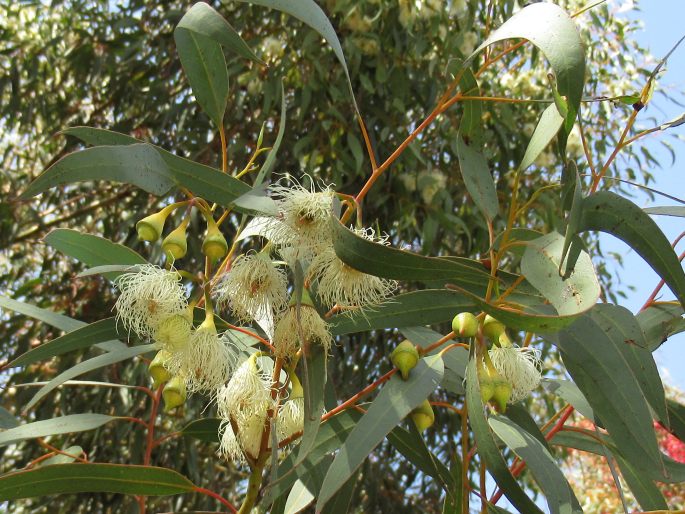 Eucalyptus leucoxylon