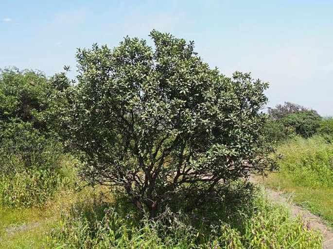 Euclea racemosa subsp. schimperi