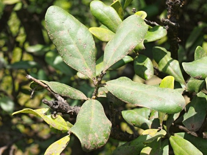 Euclea racemosa subsp. schimperi