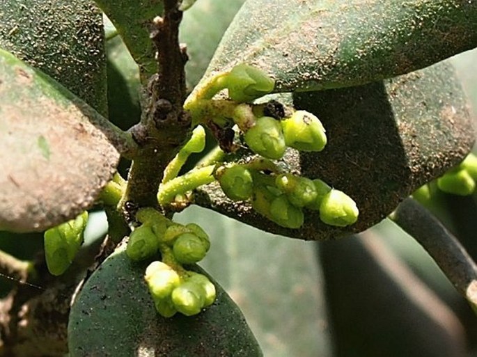 Euclea racemosa subsp. schimperi