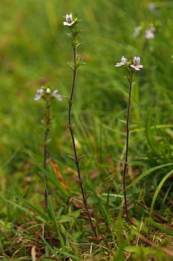 Euphrasia coerulea