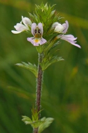 Euphrasia coerulea