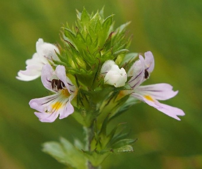 EUPHRASIA COERULEA Hoppe et Fürnr. – světlík modrý / očianka belasá