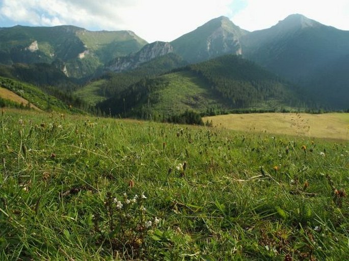 Euphrasia coerulea