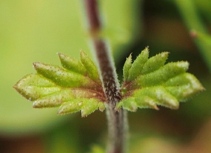 Euphrasia coerulea