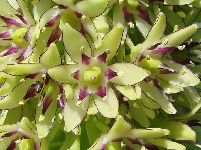 Eucomis bicolor