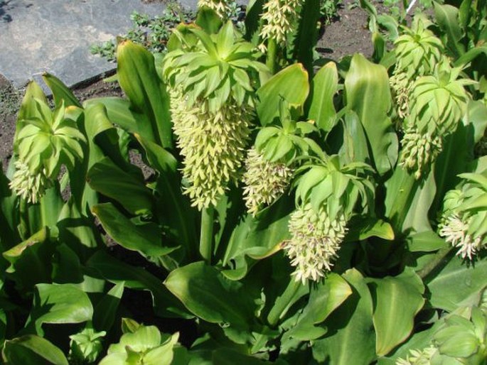 Eucomis bicolor