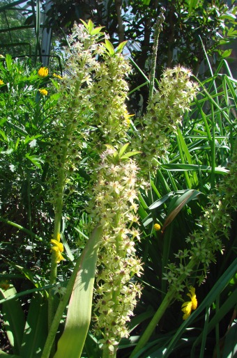 Eucomis pallidiflora