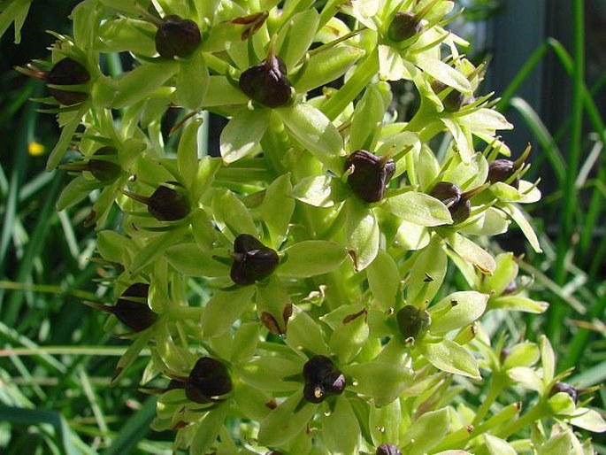 Eucomis pallidiflora
