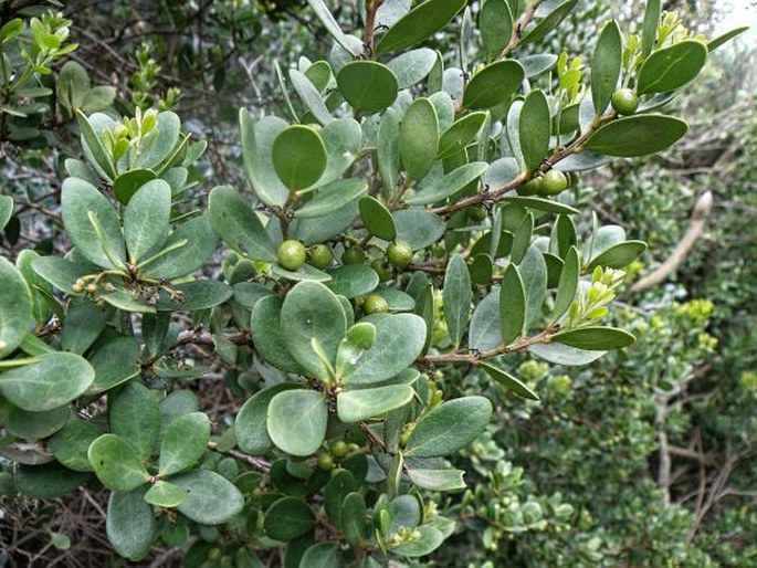 EUCLEA RACEMOSA L.