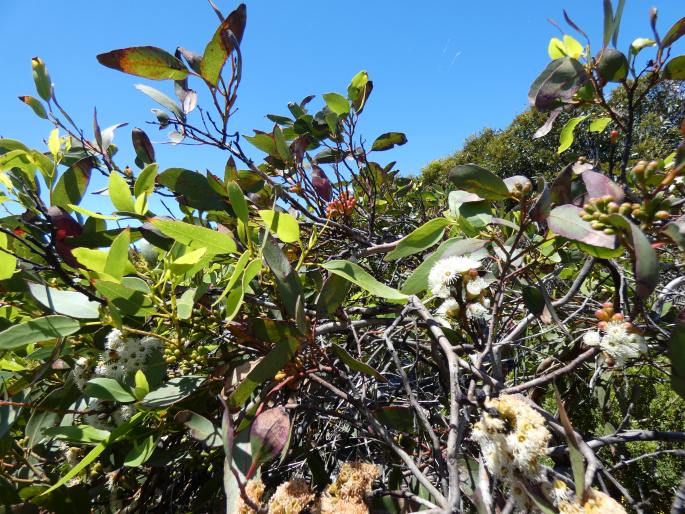 Eucalyptus rugosa