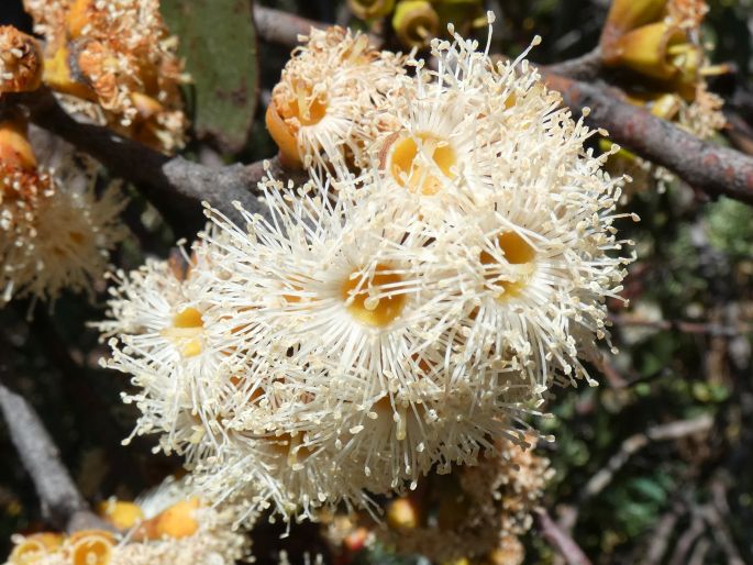 Eucalyptus rugosa