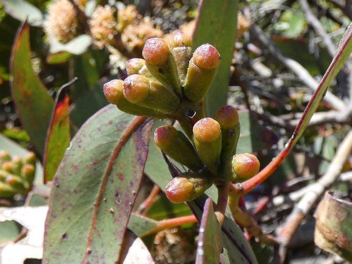 Eucalyptus rugosa