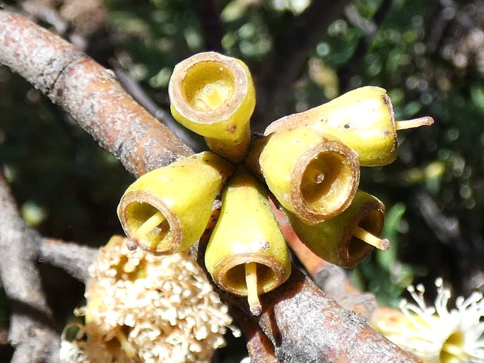 Eucalyptus rugosa