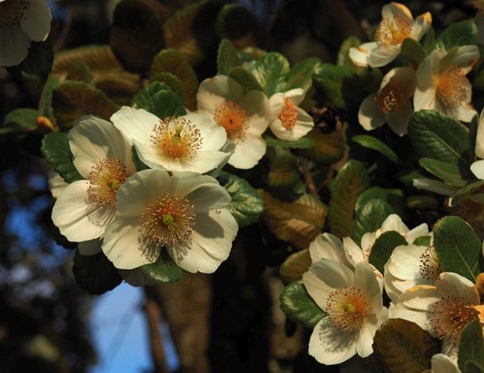 EUCRYPHIA CORDIFOLIA Cav.