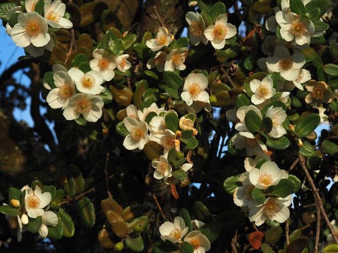 Eucryphia cordifolia