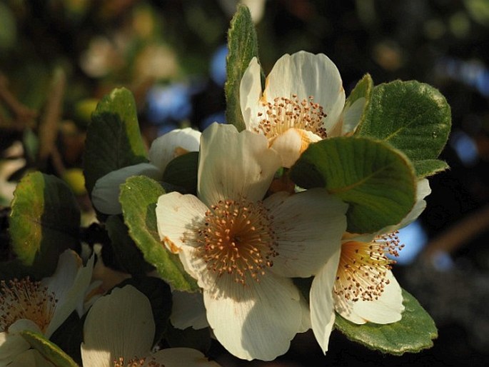 Eucryphia cordifolia