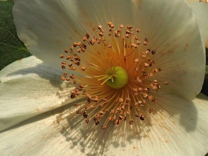 Eucryphia cordifolia