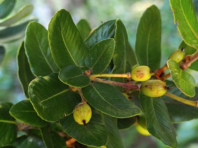 Eucryphia cordifolia