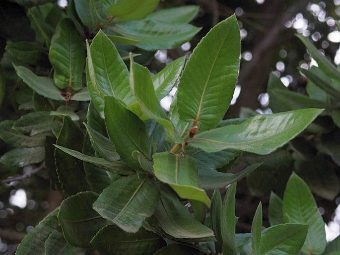 Eucryphia cordifolia