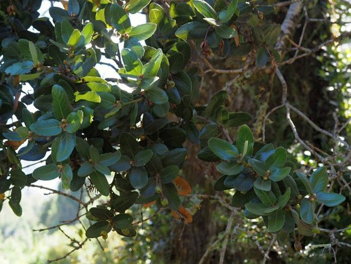 Eucryphia cordifolia