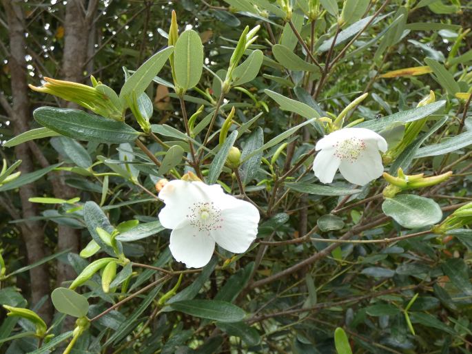 Eucryphia lucida