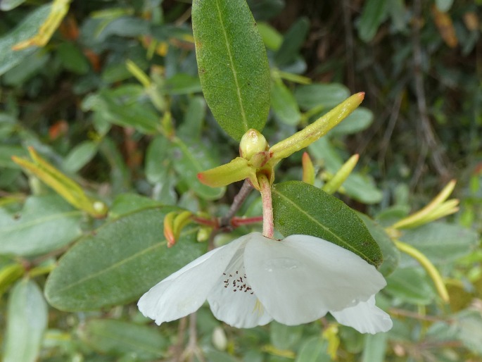 Eucryphia lucida