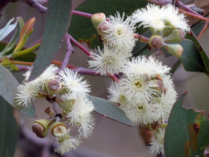 Eucalyptus tenuiramis