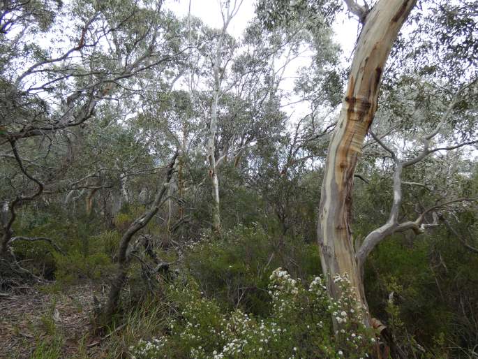 Eucalyptus tenuiramis