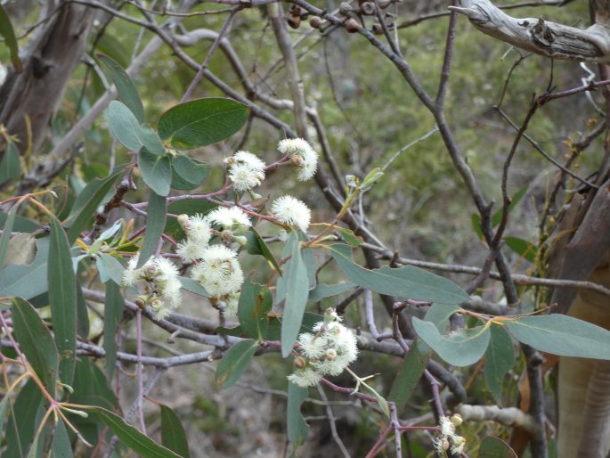 Eucalyptus tenuiramis