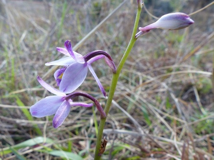 Eulophia hians