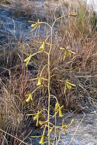 Eulophia ramosa