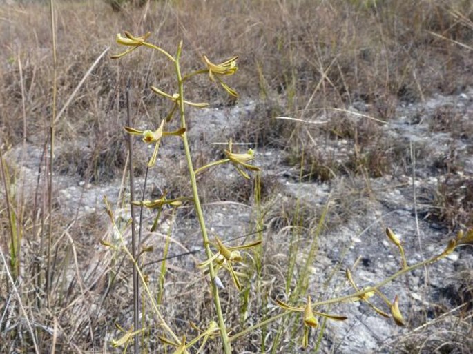 Eulophia ramosa