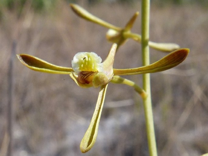 Eulophia ramosa