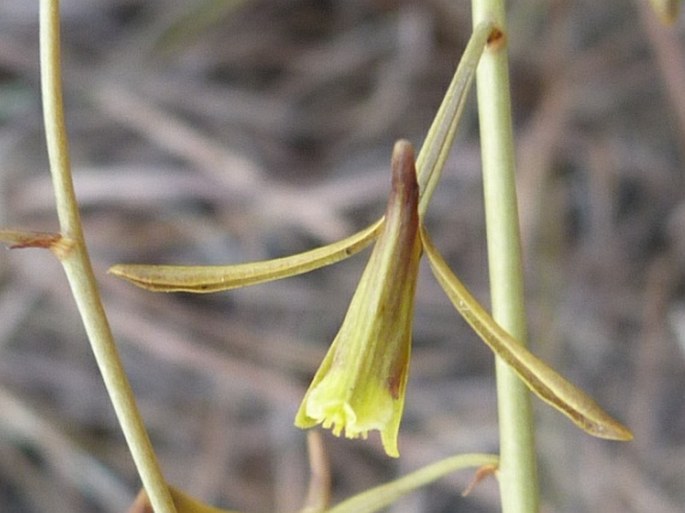 Eulophia ramosa