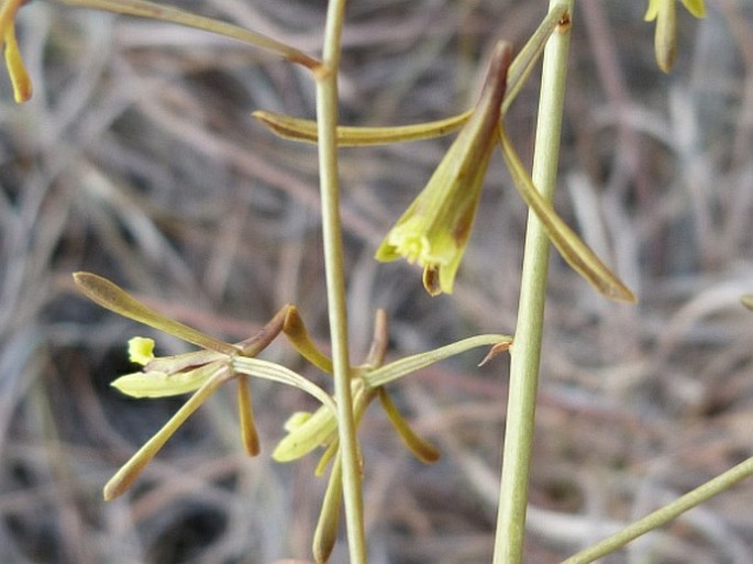 Eulophia ramosa